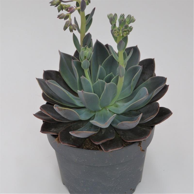 Echeveria Blue Prince - 17cm