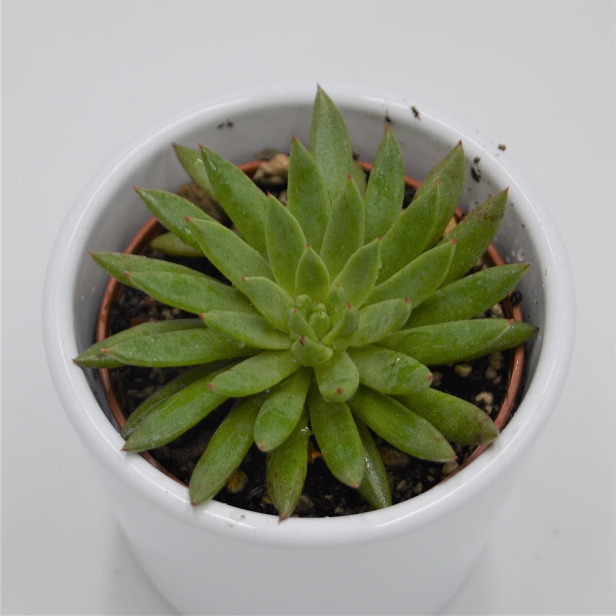 Echeveria calderoniae - 6cm