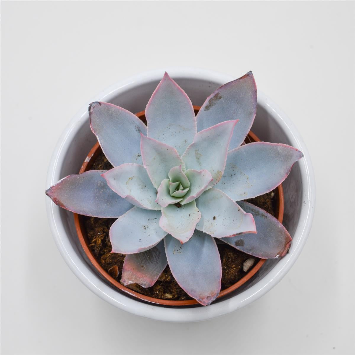 Echeveria cante - 8.5cm