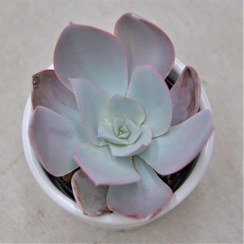Echeveria cante - 6cm