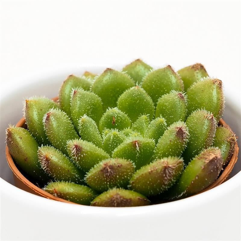 Echeveria Fantasia Carol - 5.5cm