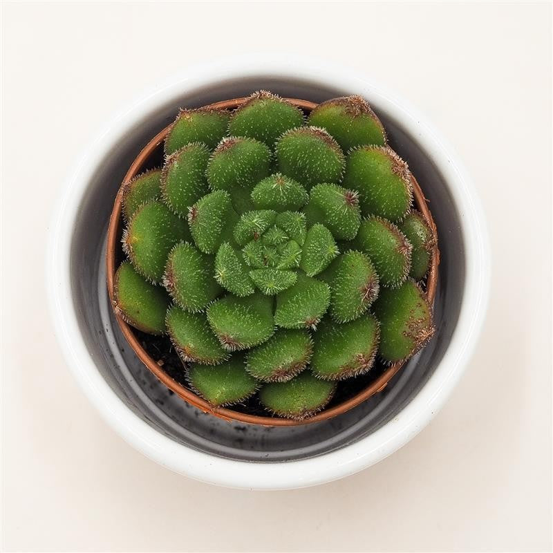 Echeveria Fantasia Carol - 5.5cm