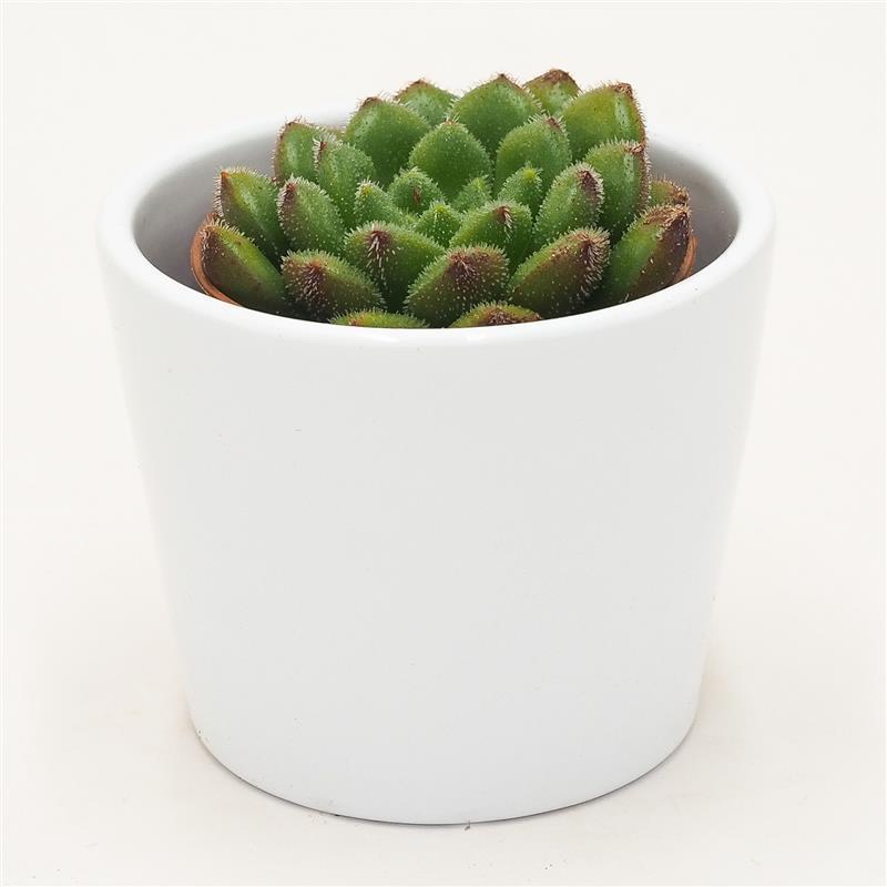 Echeveria Fantasia Carol - 5.5cm