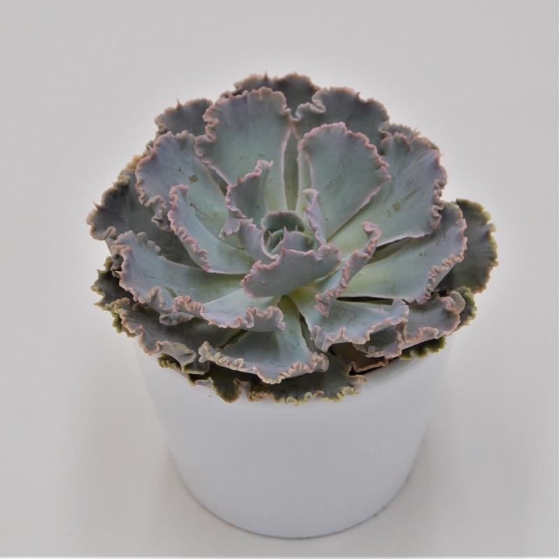 Echeveria Cheyenne - 5.5cm