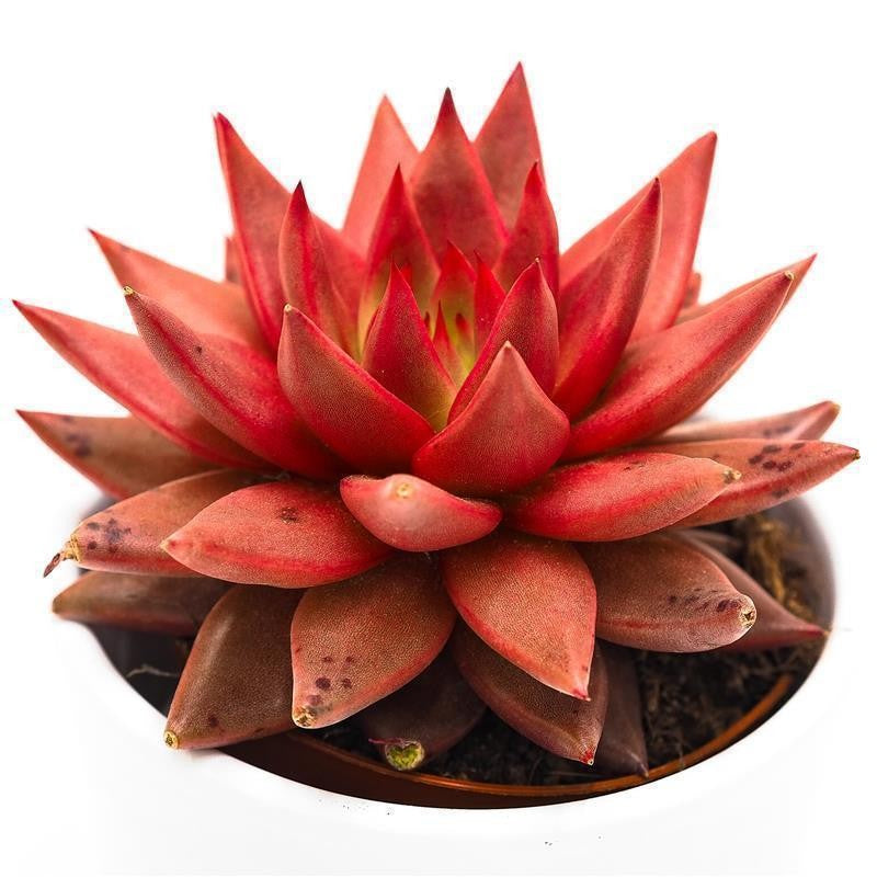 Echeveria agavoides Romeo Celestia - 8.5cm