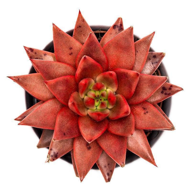 Echeveria agavoides Romeo Celestia - 8.5cm