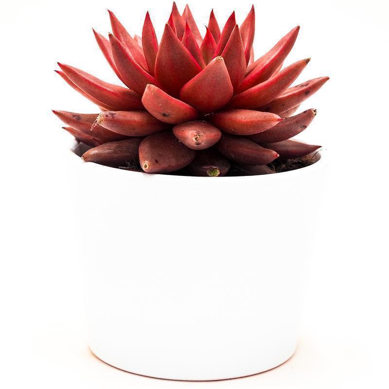 Echeveria agavoides Romeo Celestia - 8.5cm