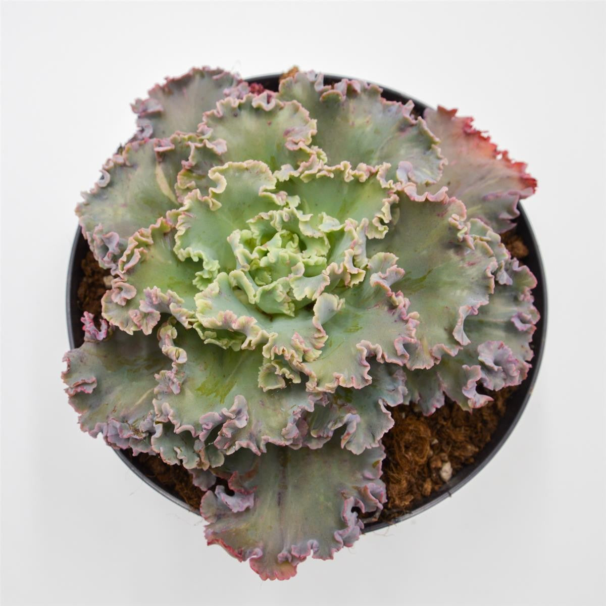 Echeveria Chantilly - 17cm