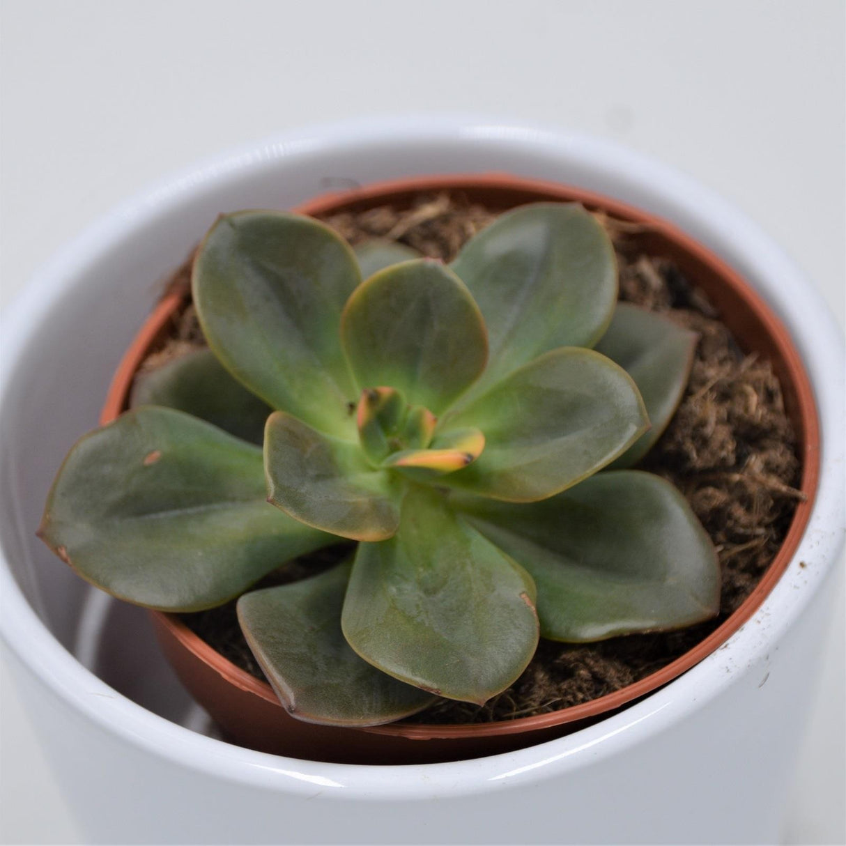 Echeveria Chroma - 8.5cm