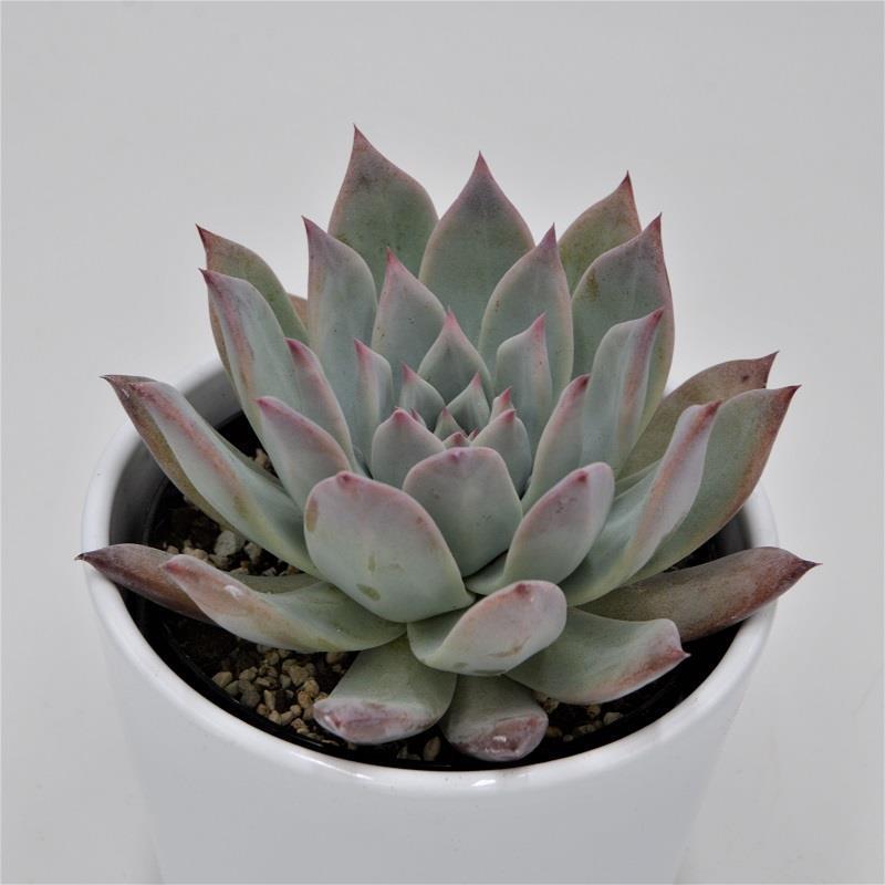 Echeveria colorata f. brandtii - 10.5cm