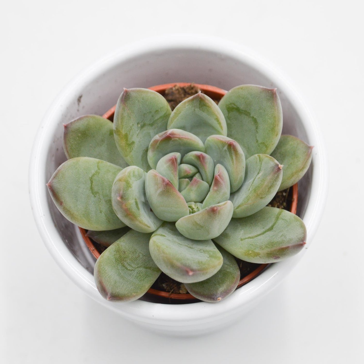 Echeveria colorata Hybrid - 5.5cm