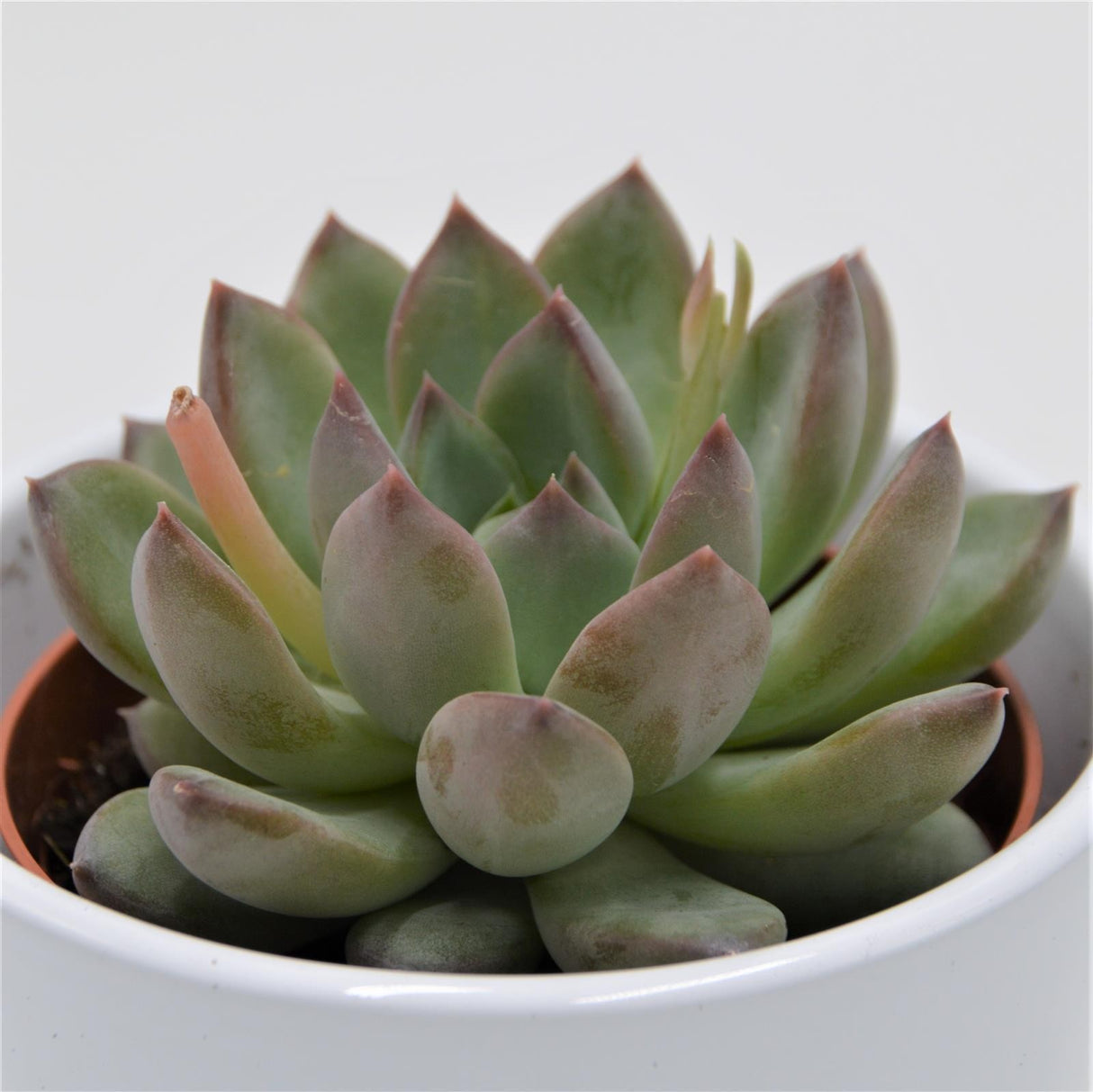 Echeveria colorata Hybrid - 8.5cm