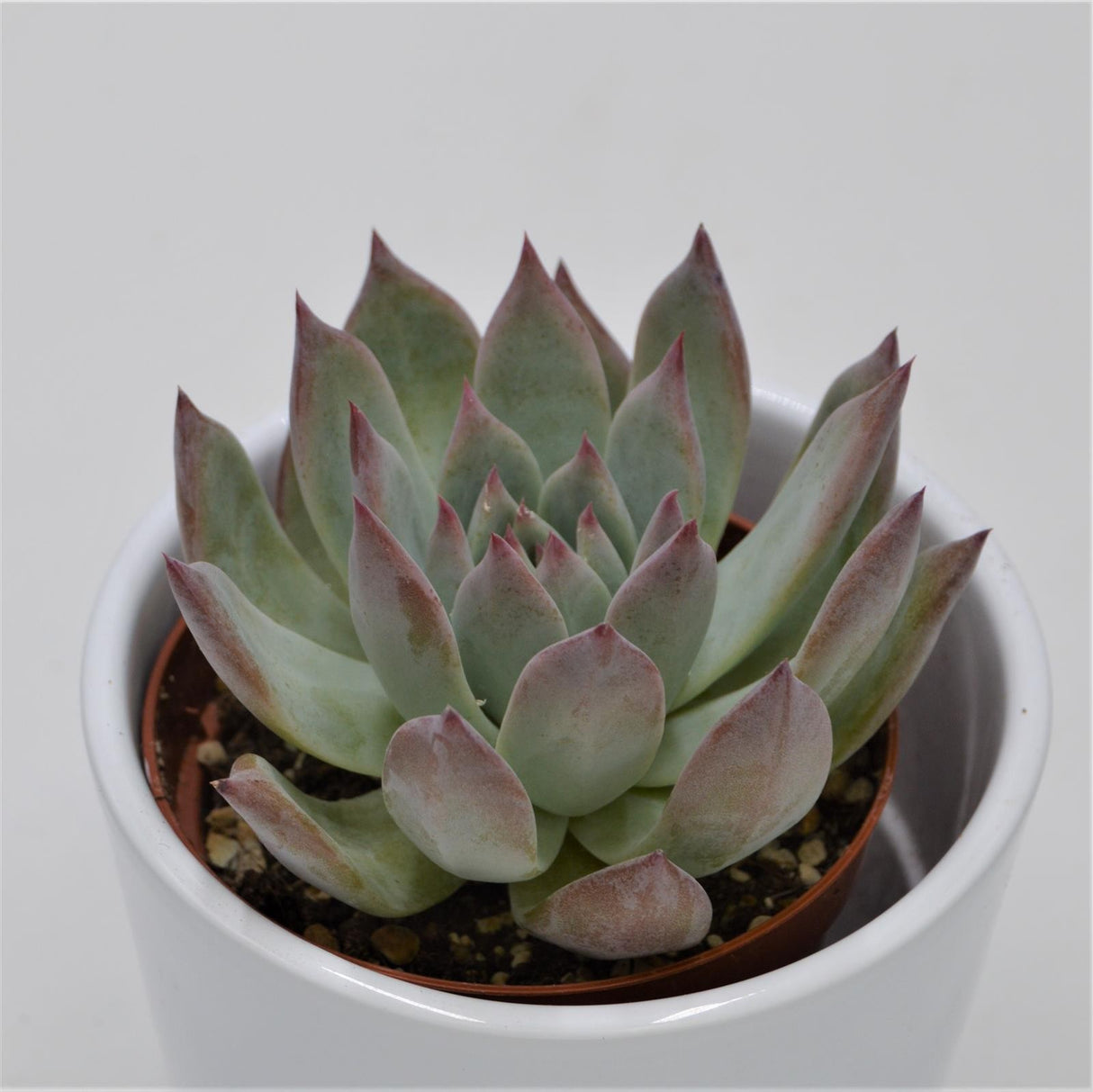 Echeveria colorata f. brandtii - 9cm