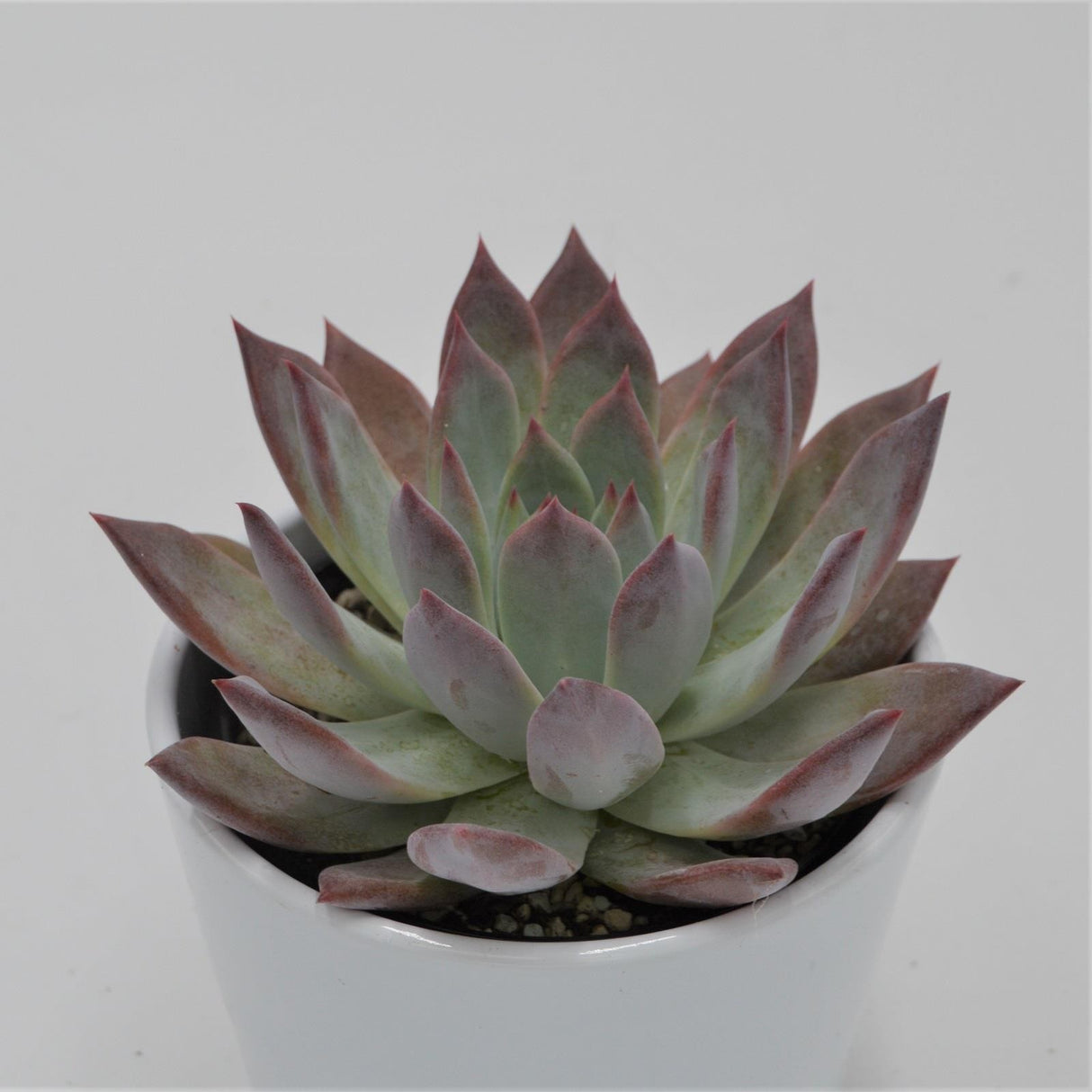 Echeveria colorata f. brandtii - 10.5cm