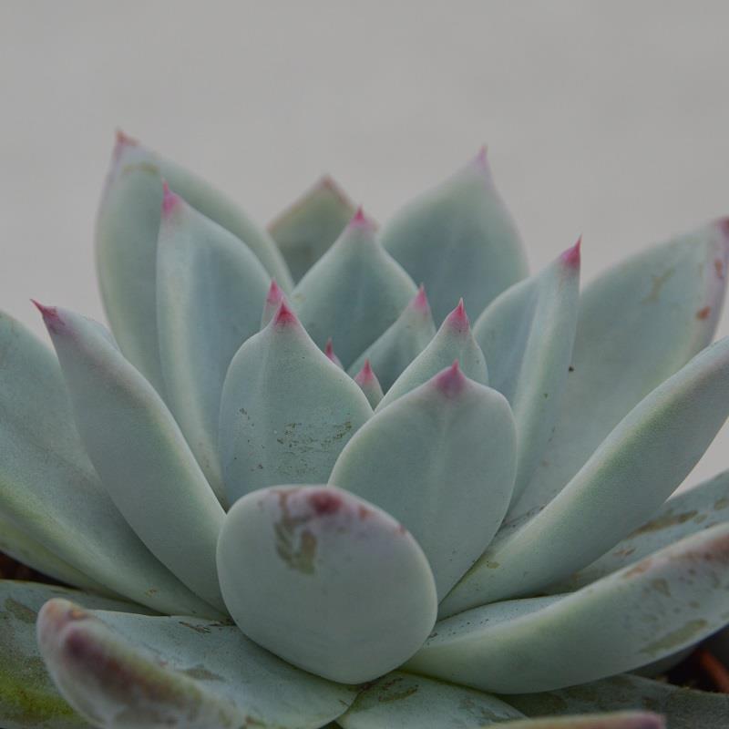 Echeveria colorata f. Tapalpa - 10.5cm