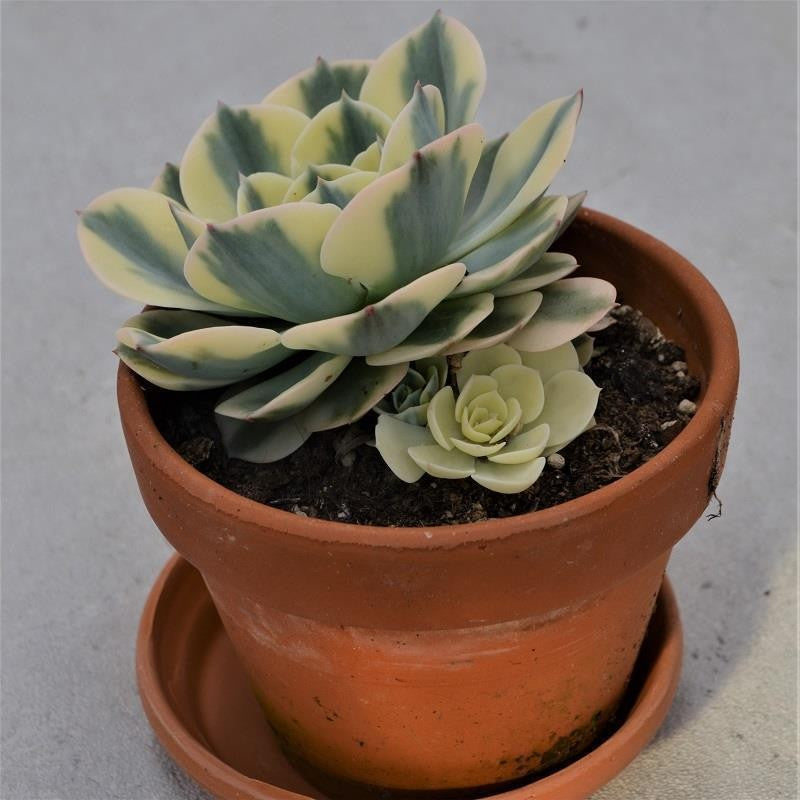 Echeveria Compton Carousel in terracotta pot - 13cm
