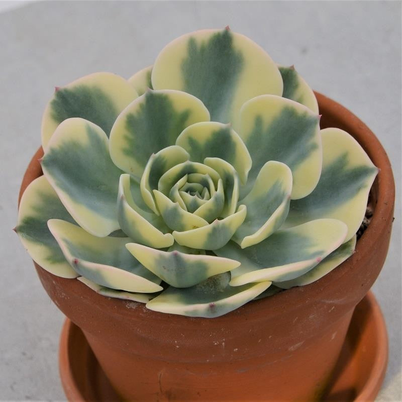 Echeveria Compton Carousel in terracotta pot - 13cm