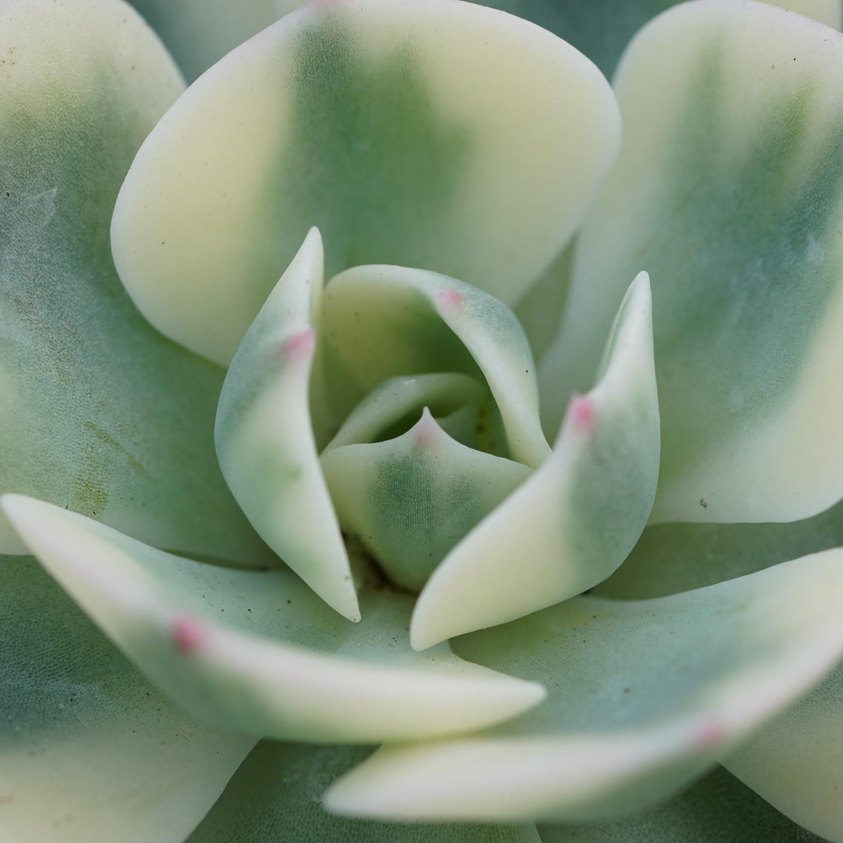 Echeveria Compton Carousel - 5.5cm