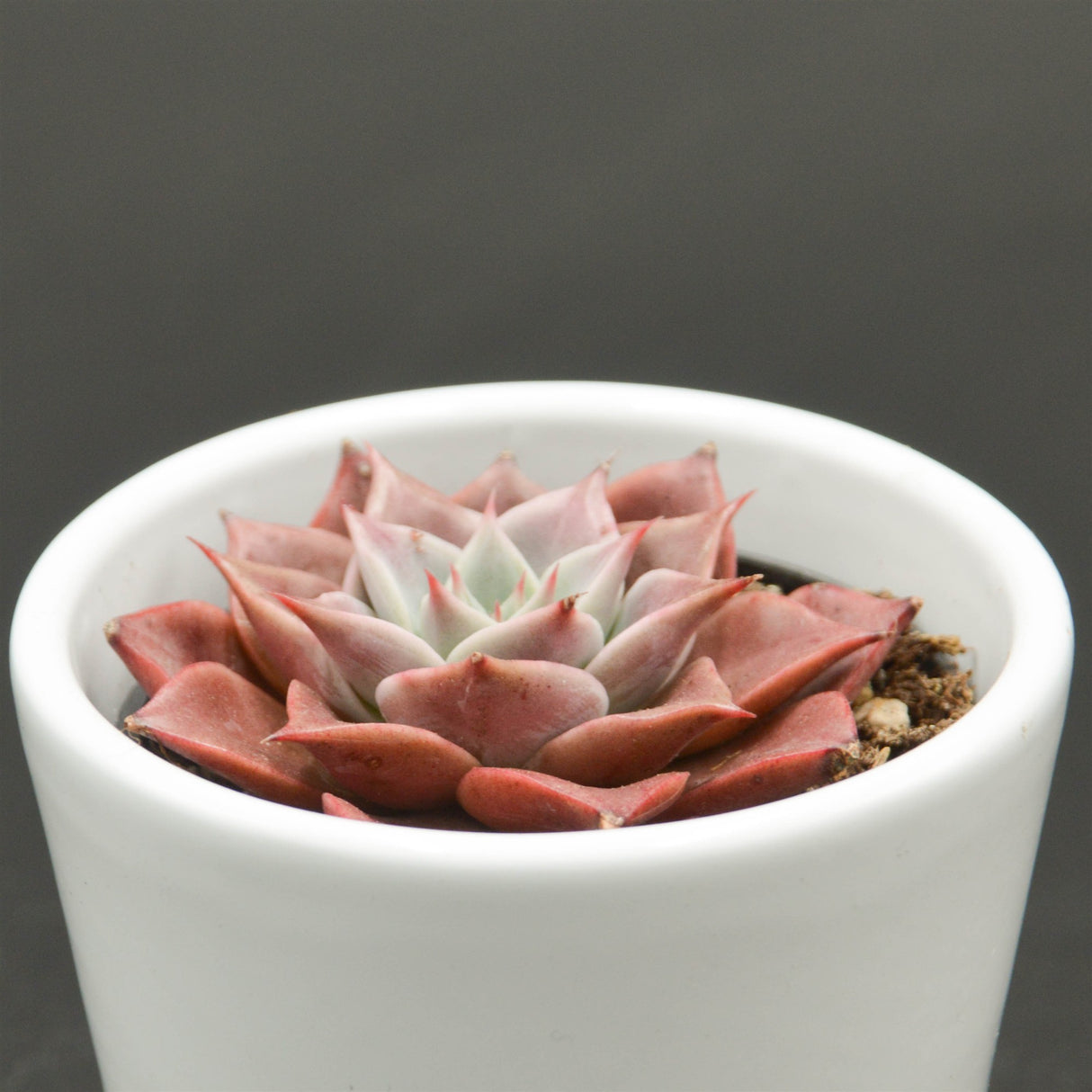 Echeveria Corsican Rose - 6cm