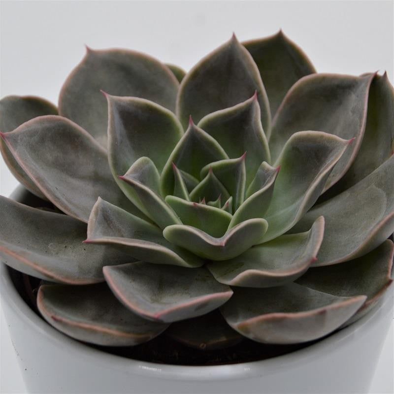 Echeveria Costa - 10.5cm