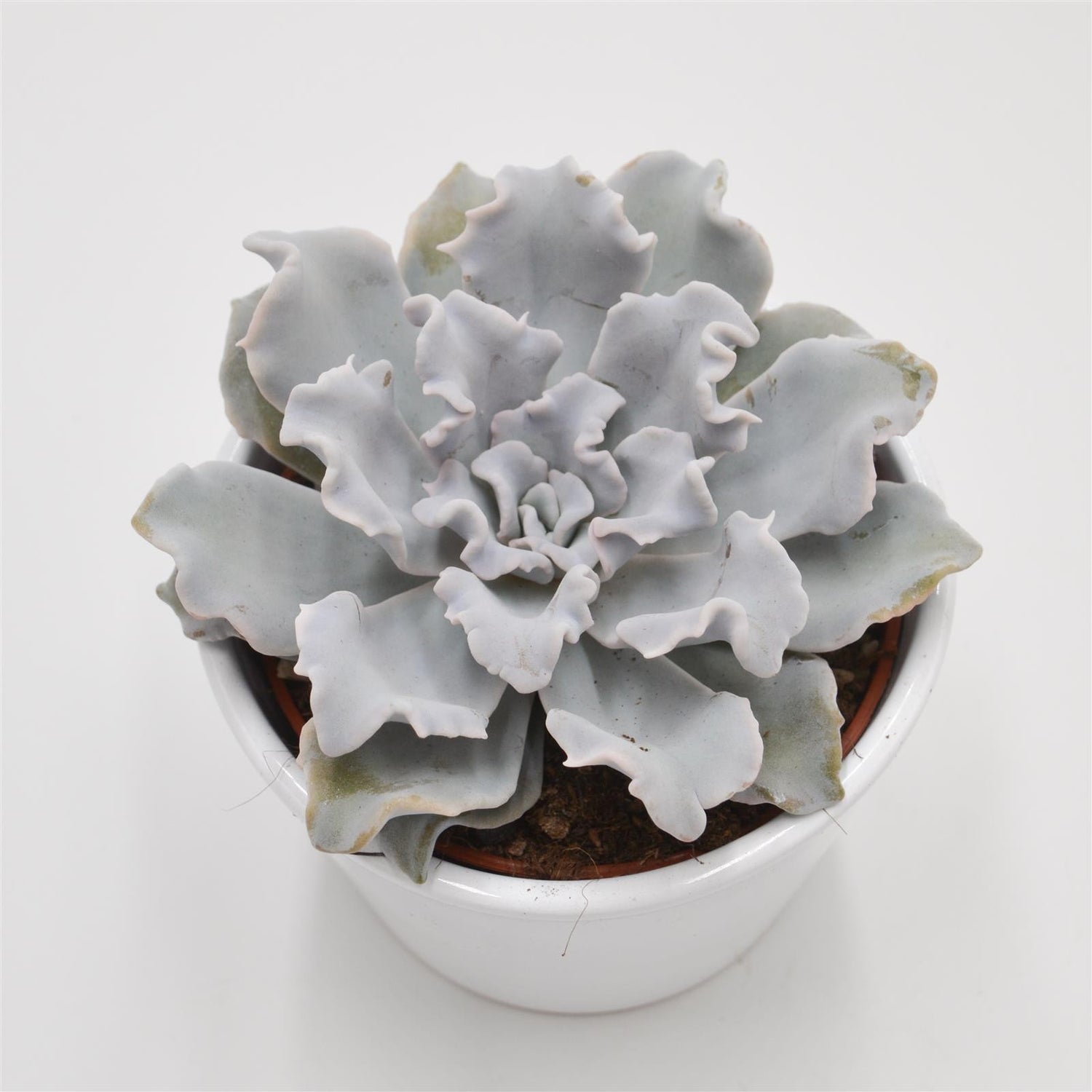 Echeveria Crispate Beauty - 10.5cm