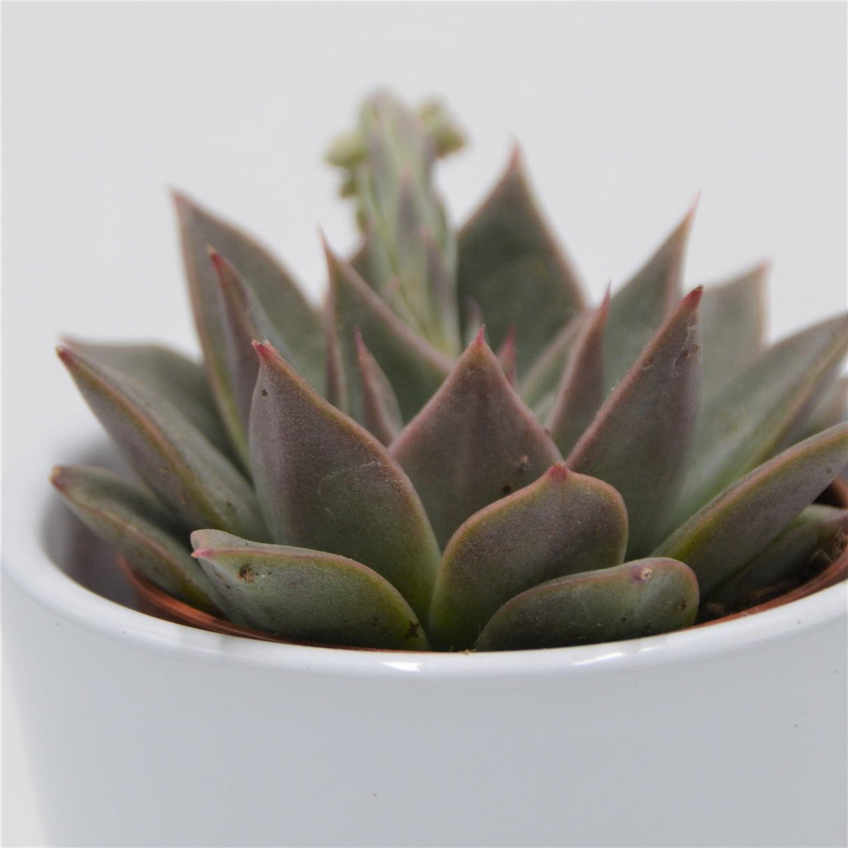 Echeveria Crystal Rose - 5.5cm