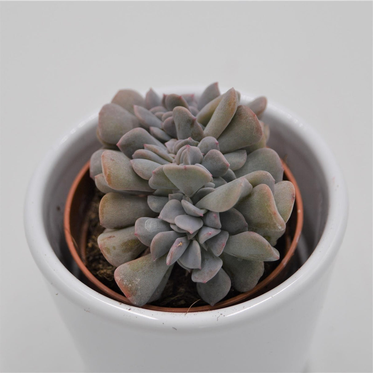Echeveria Cubic Frost f. cristata - 5.5cm
