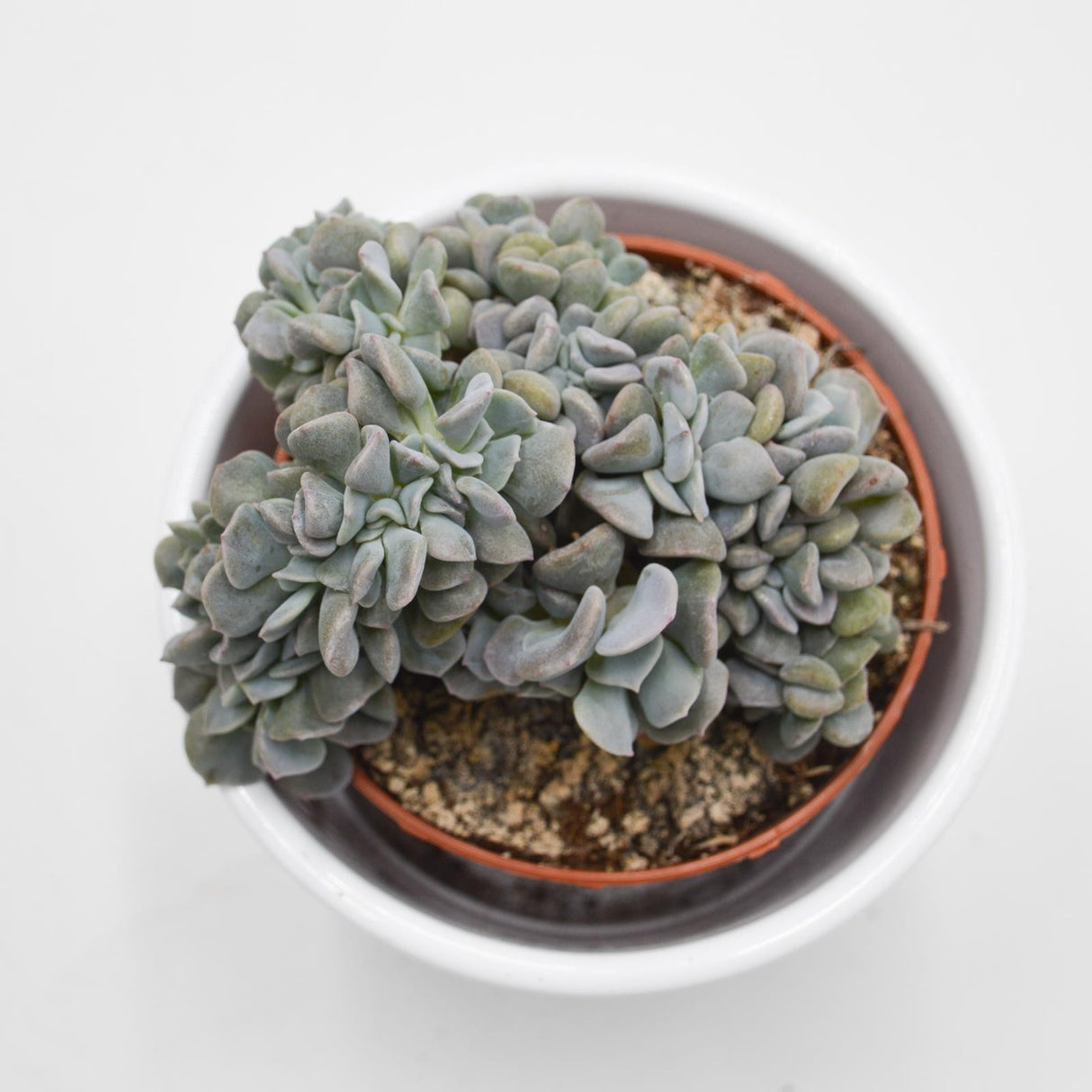 Echeveria Cubic Frost f. cristata - 8.5cm