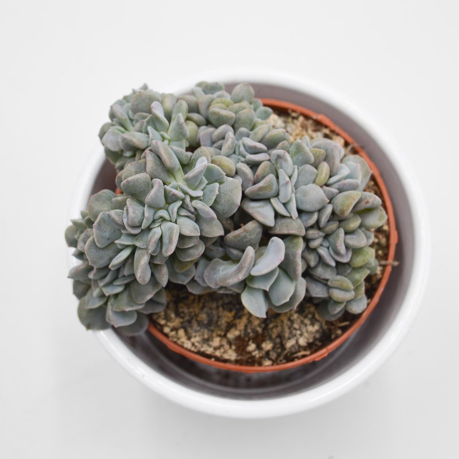 Echeveria Cubic Frost f. cristata - 8.5cm