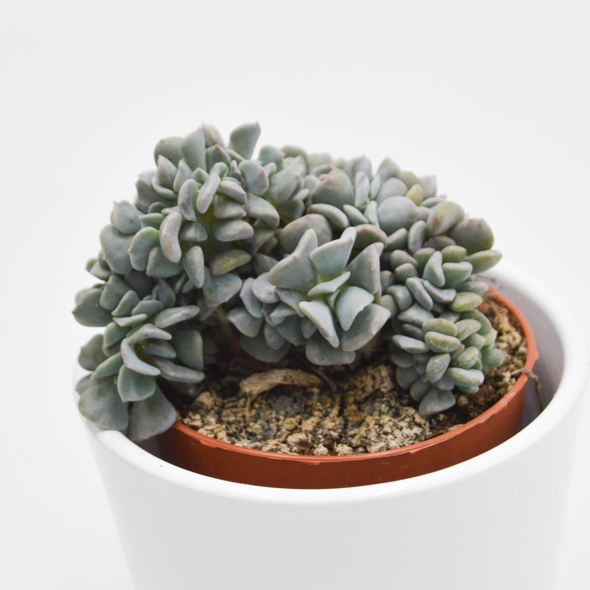 Echeveria Cubic Frost f. cristata - 8.5cm