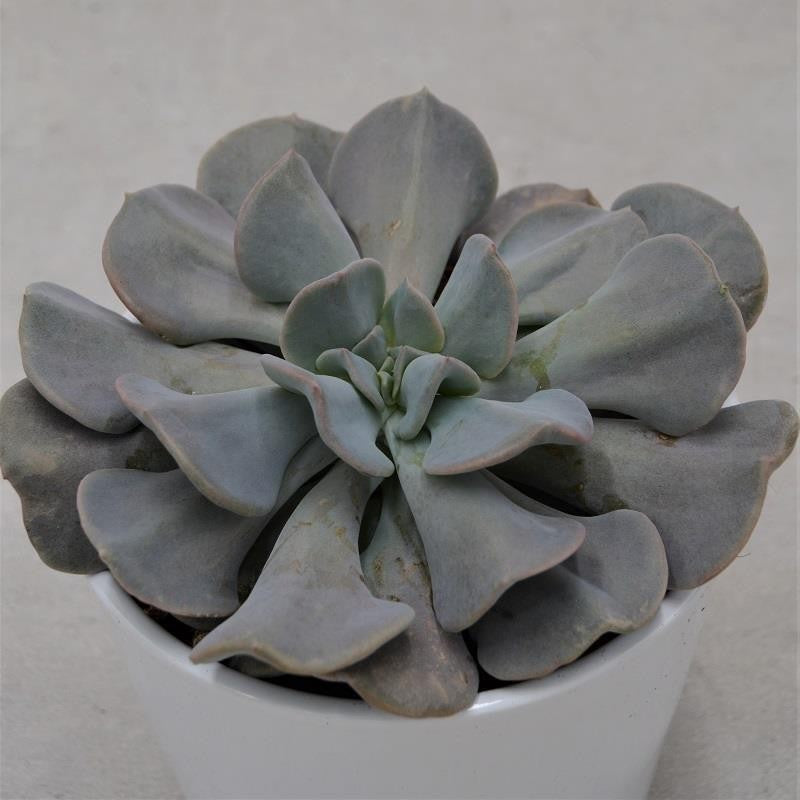 Echeveria Cubic Frost - 12cm