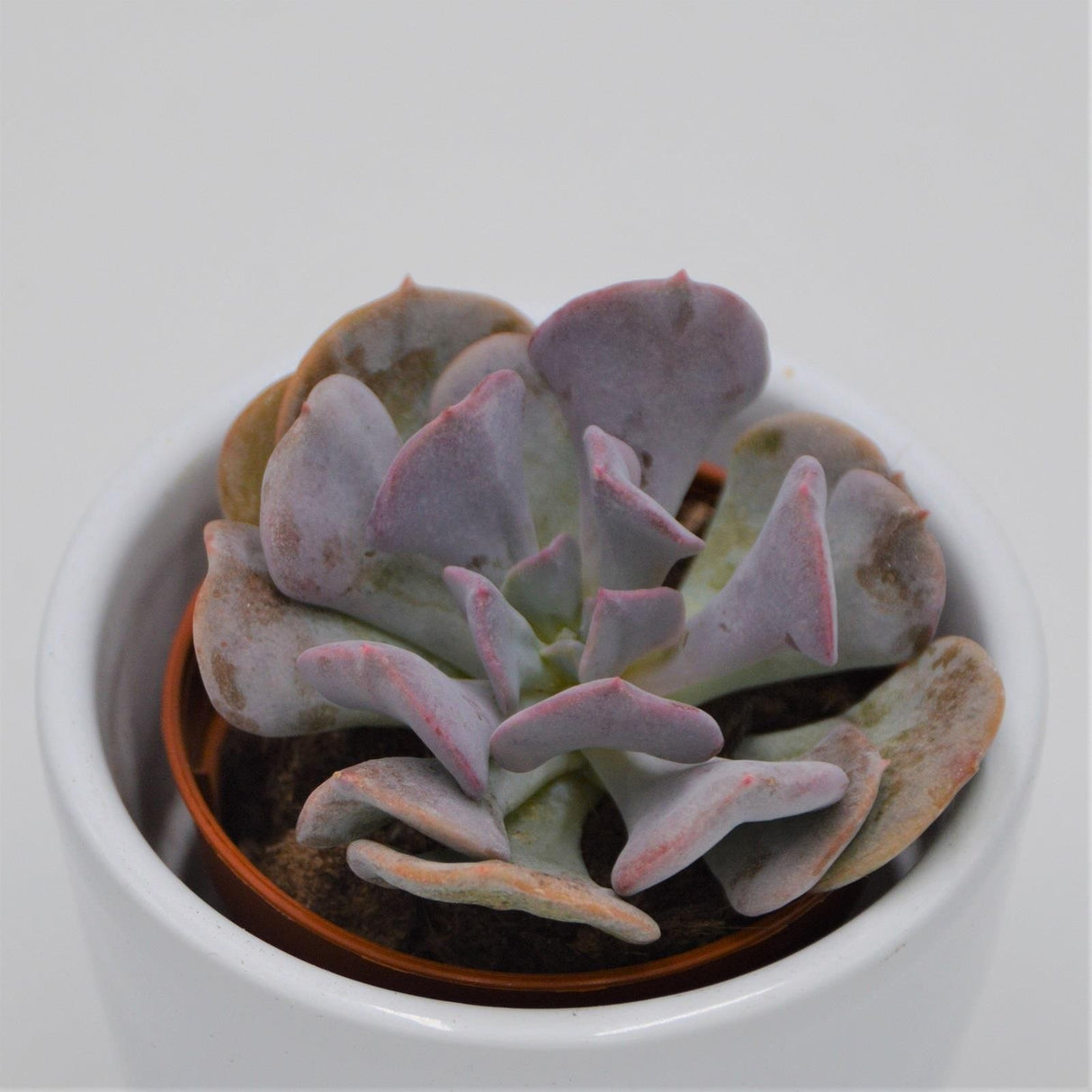 Echeveria Cubic Frost - 5.5cm