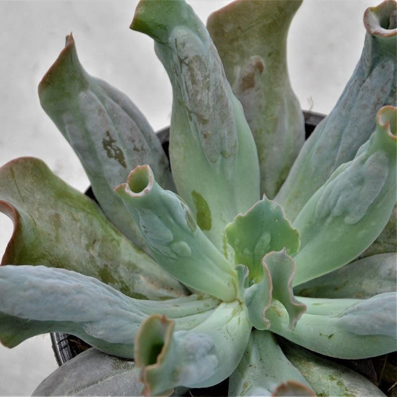 Echeveria Culibra - 13cm