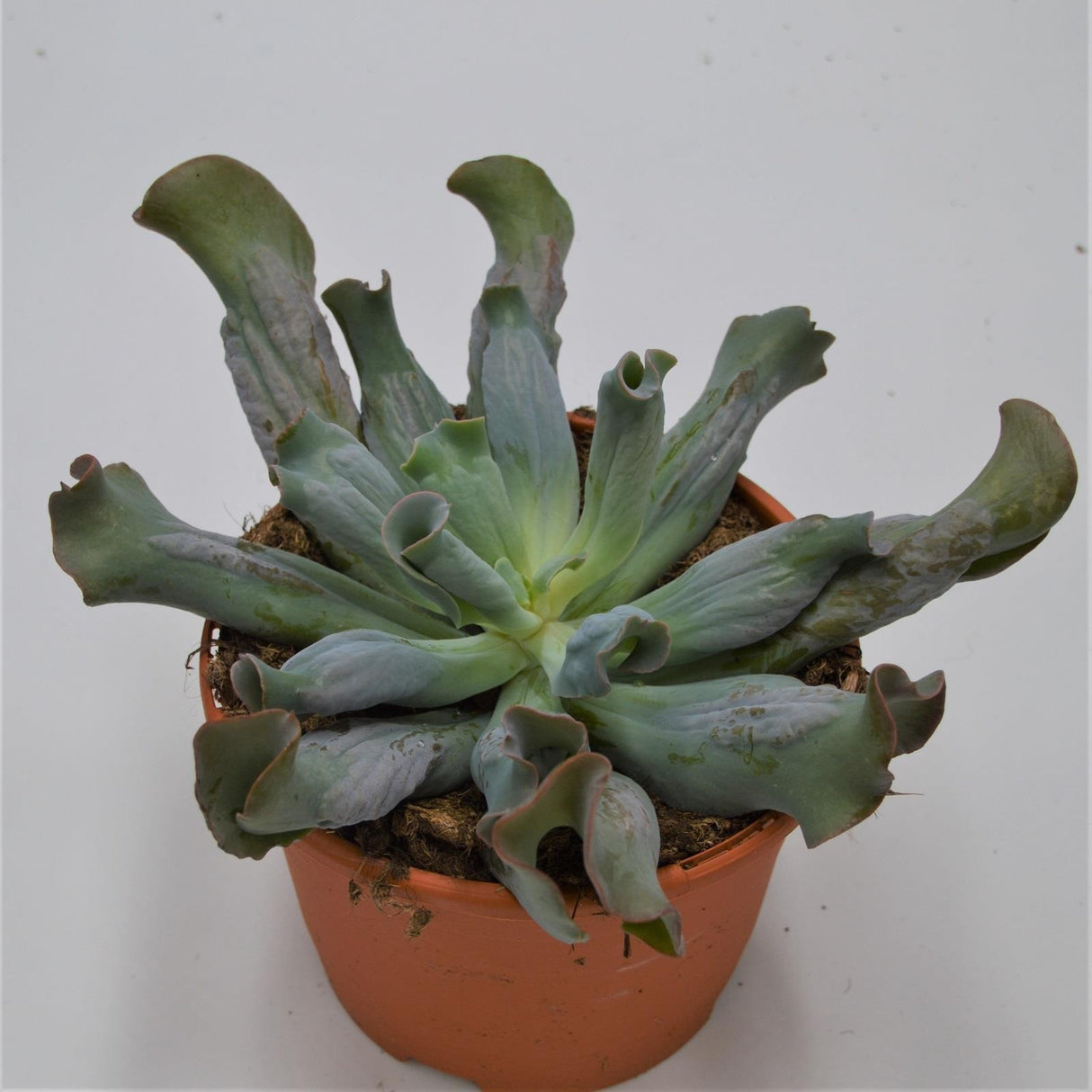 Echeveria Culibra - 17cm