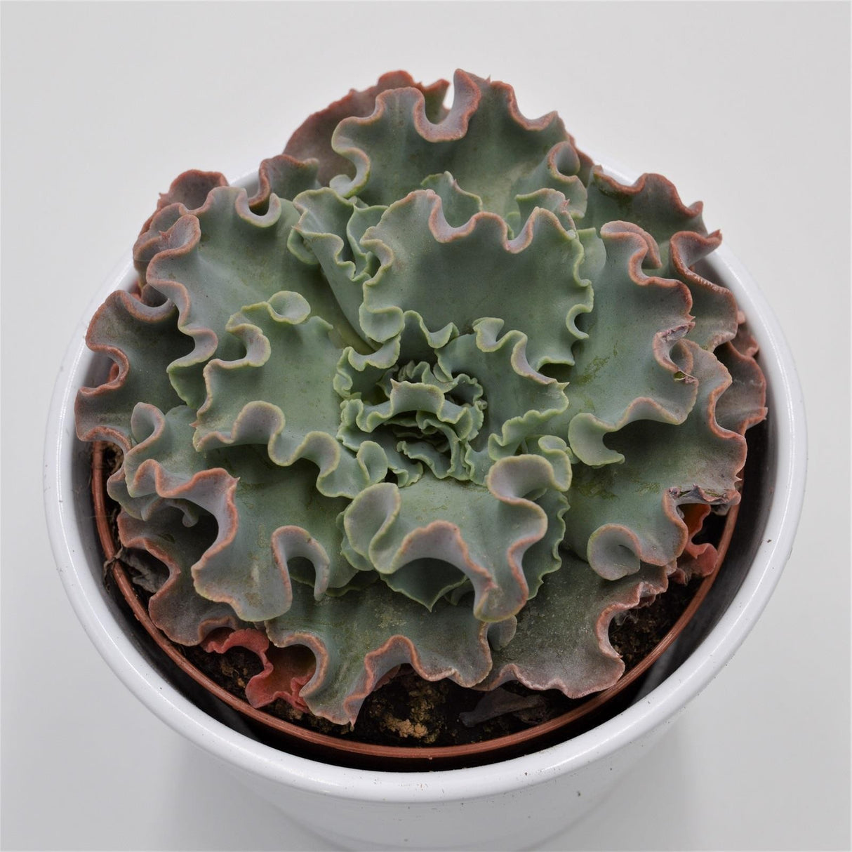 Echeveria shaviana Curly Locks - 10.5cm