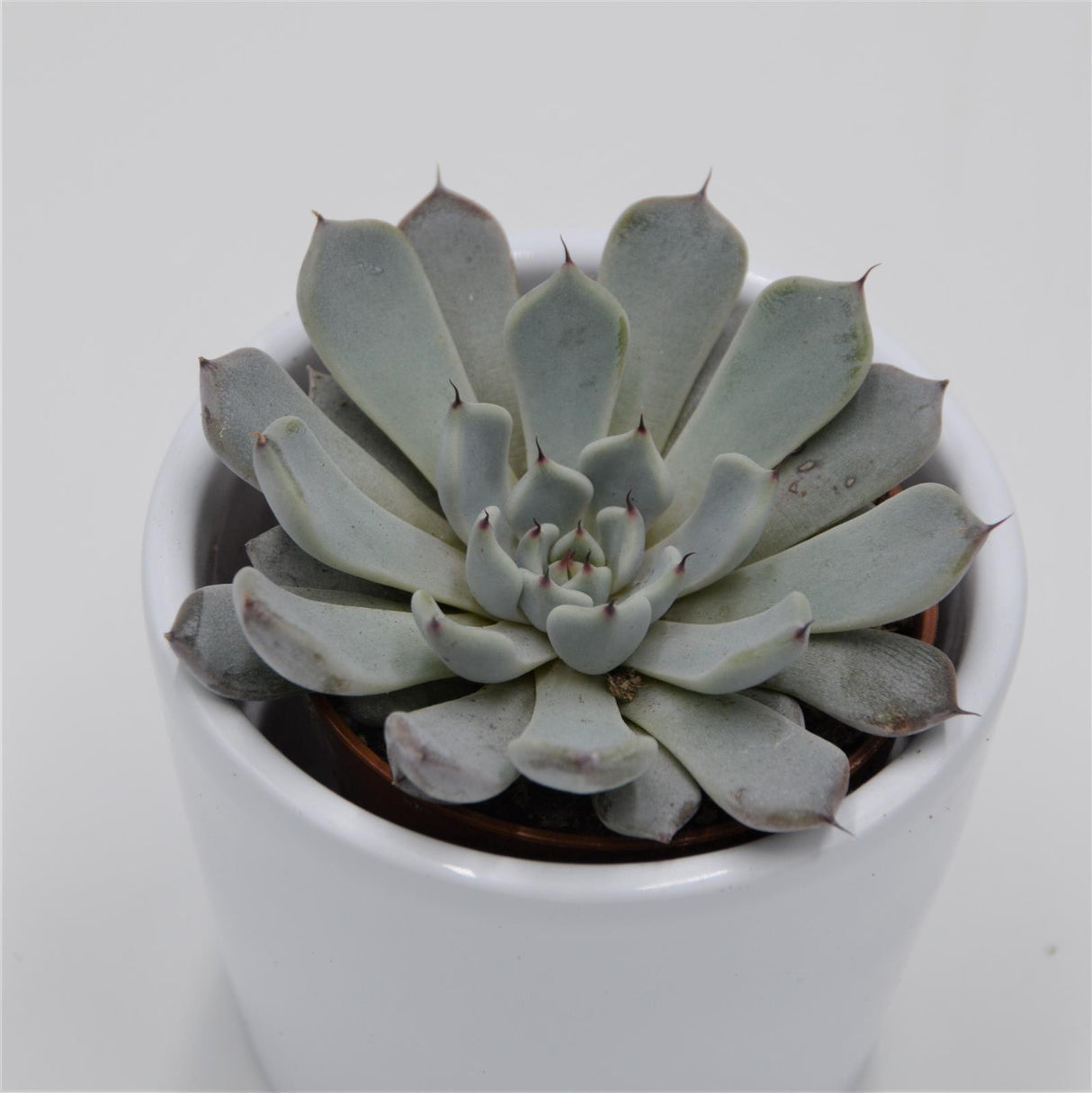 Echeveria cuspidata var. gemmula - 5.5cm