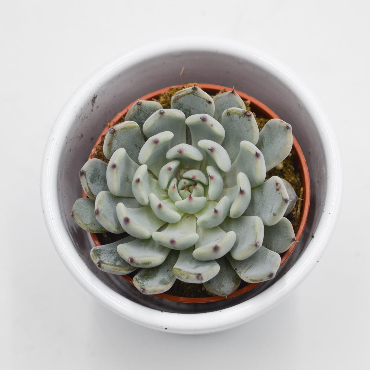 Echeveria cuspidata var. gemmula - 5.5cm