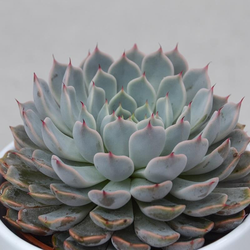 Echeveria cuspidata var. gemmula - 10.5cm