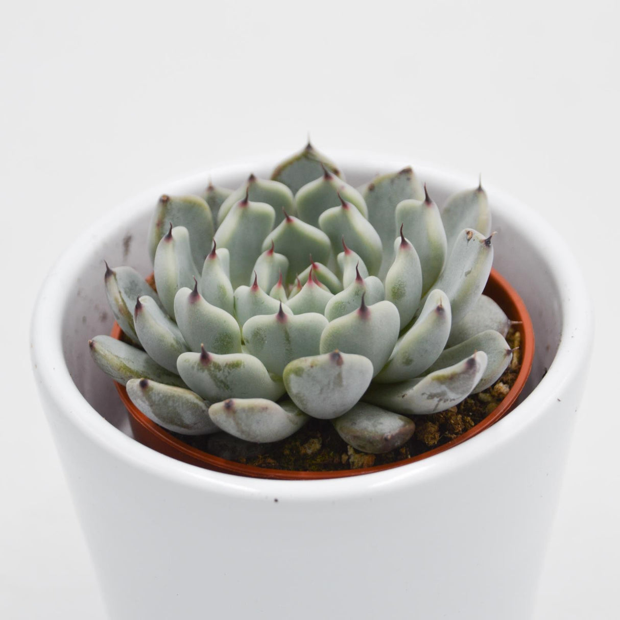 Echeveria cuspidata var. gemmula - 5.5cm