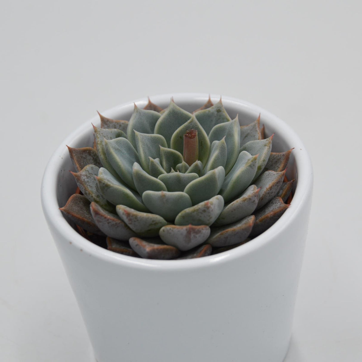 Echeveria cuspidata x halbingeri - 6cm