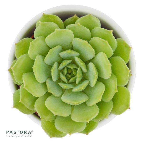 Echeveria derenbergii x derosa - 6cm