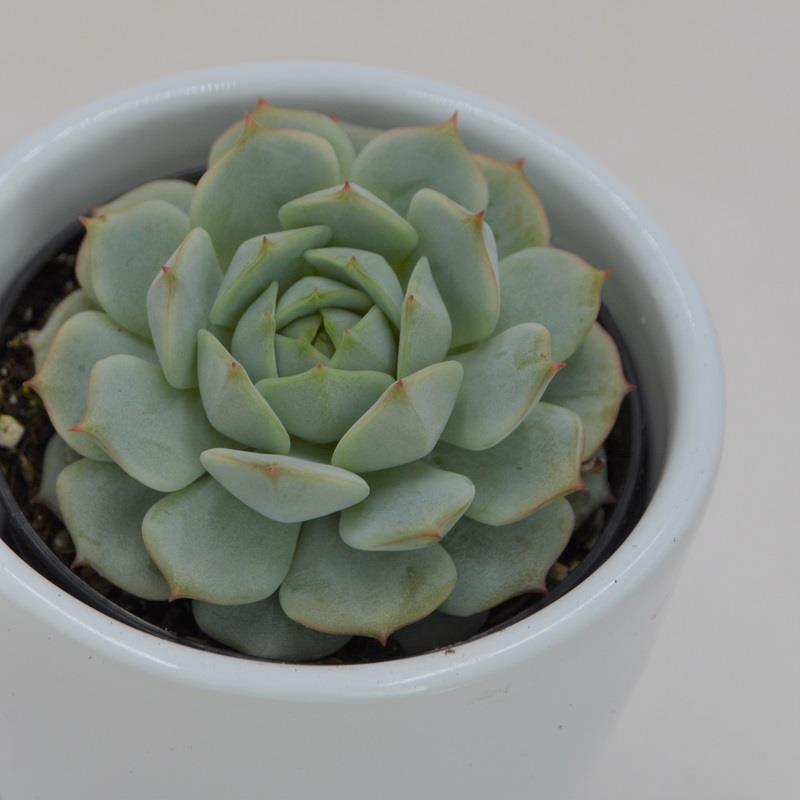 Echeveria derenbergii - 6cm