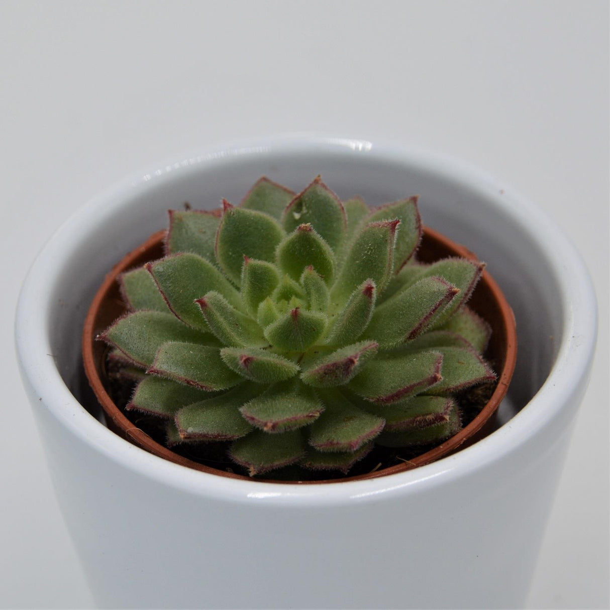 Echeveria derosa Herr Herrsblute - 5.5cm