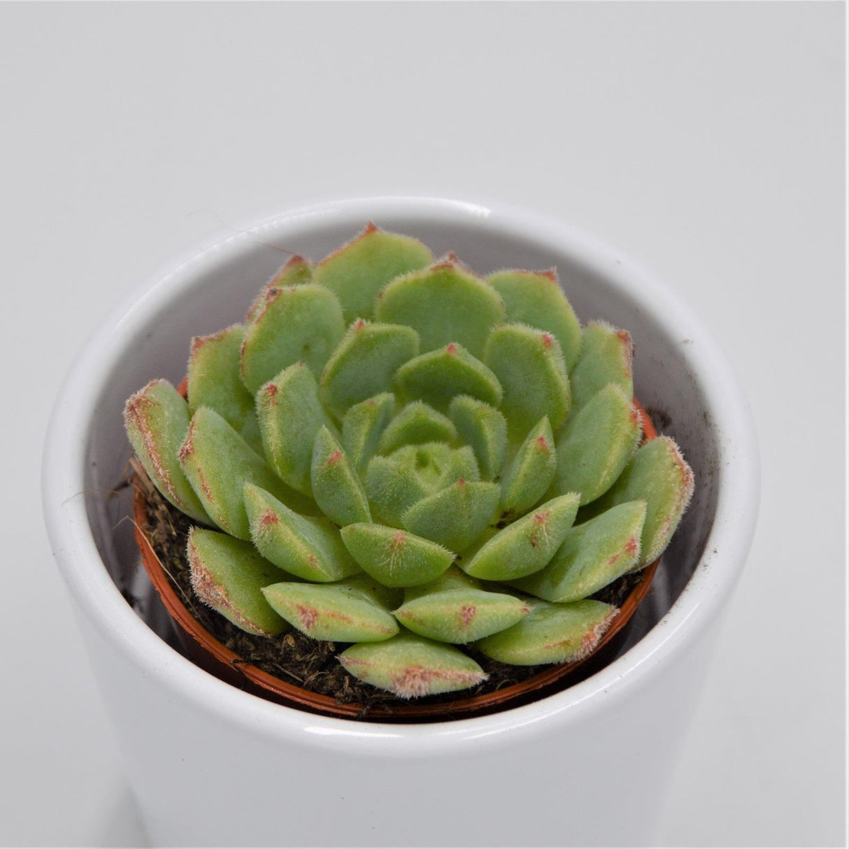 Echeveria derosa - 5.5cm