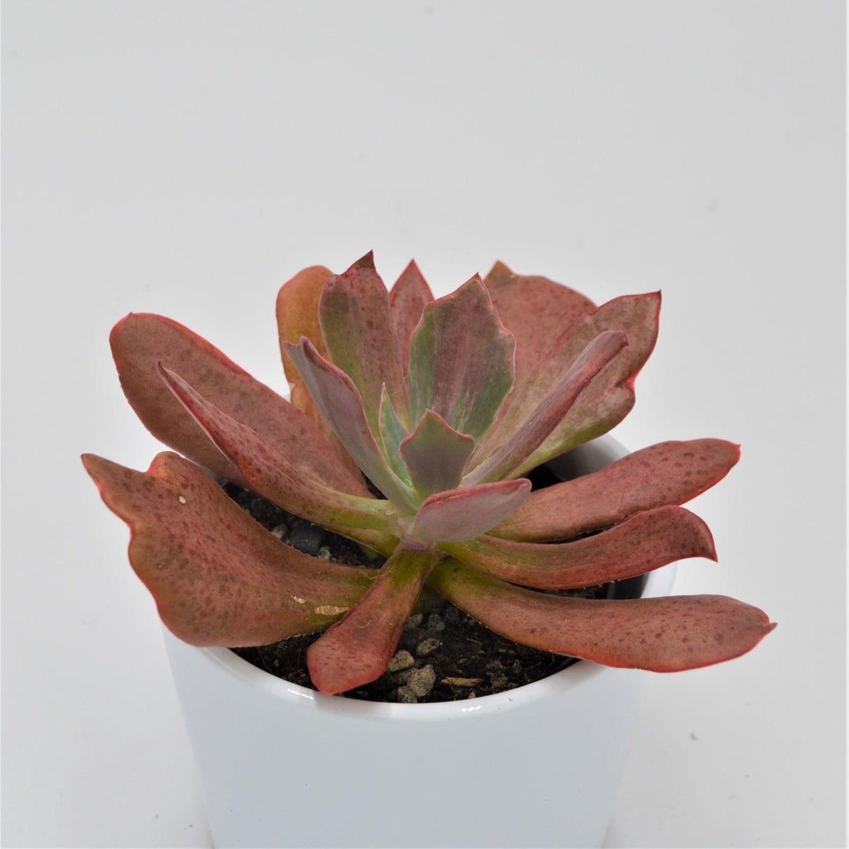 Echeveria Diamond State - 9cm