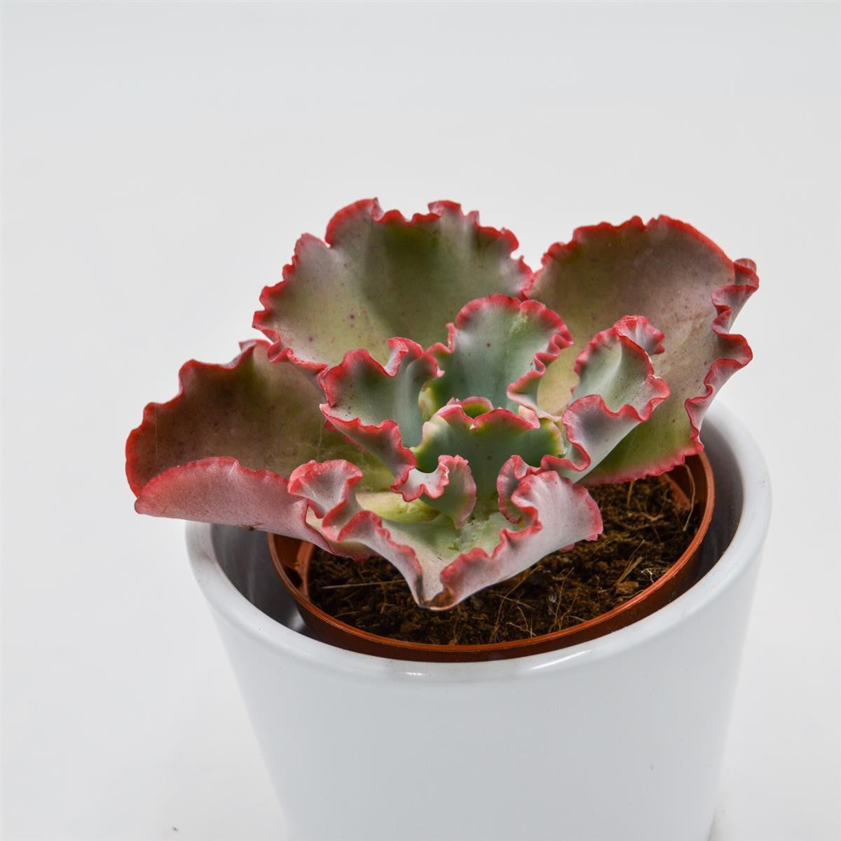 Echeveria Dicks Pink - 8.5cm