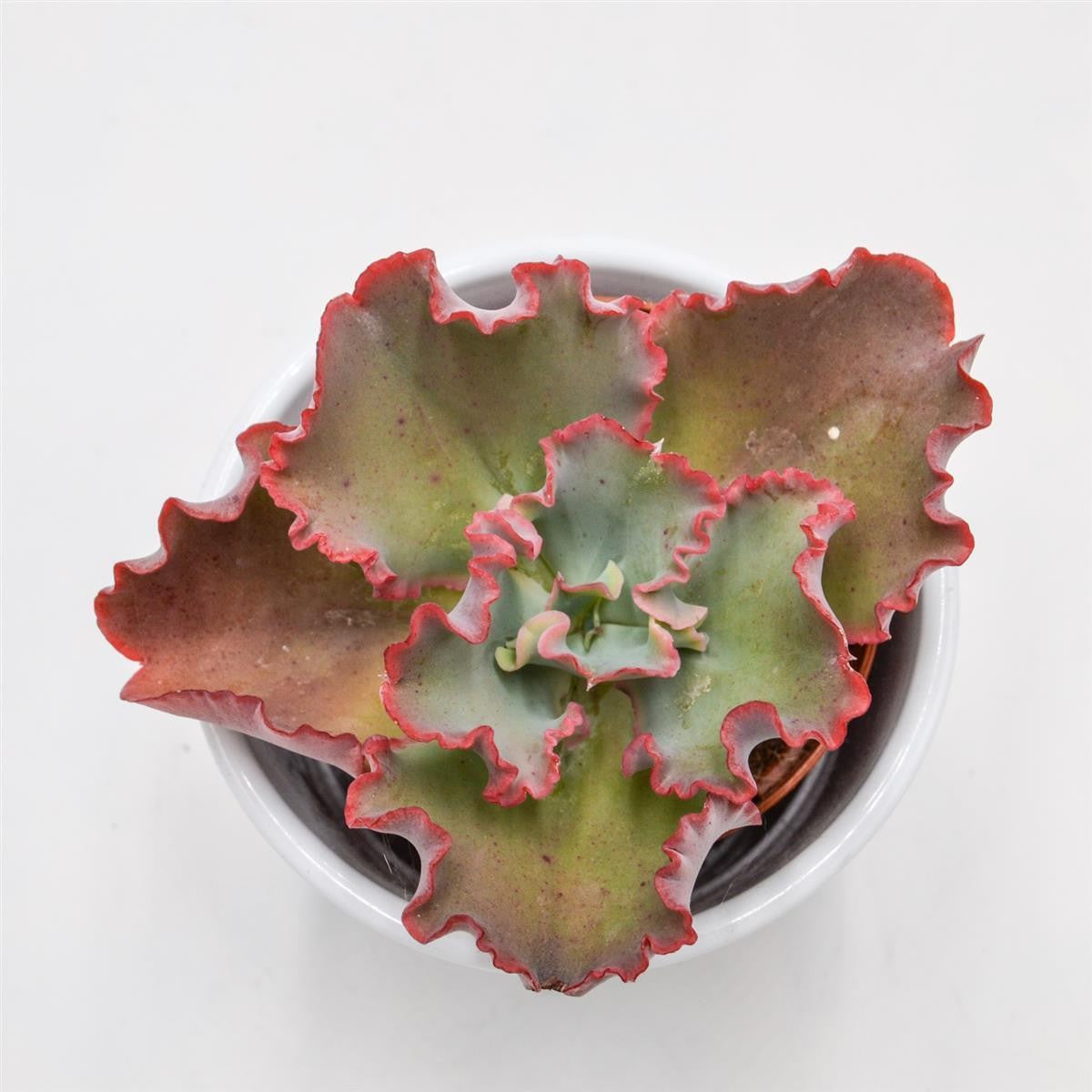 Echeveria Dicks Pink - 8.5cm