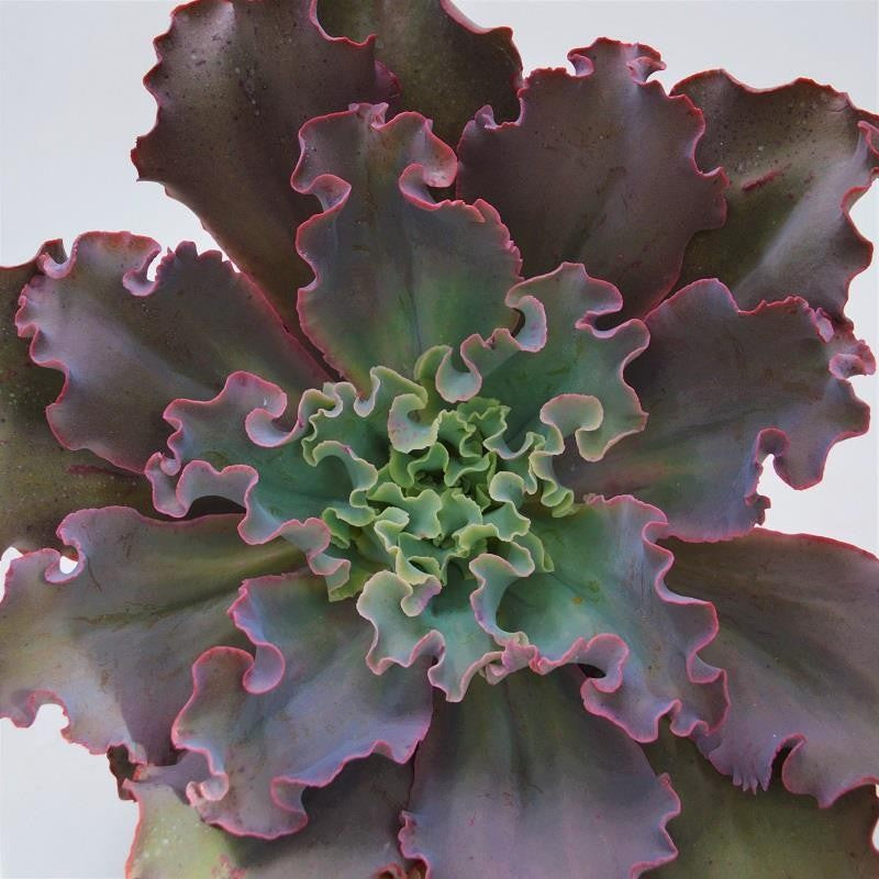 Echeveria Dicks Pink - 12cm