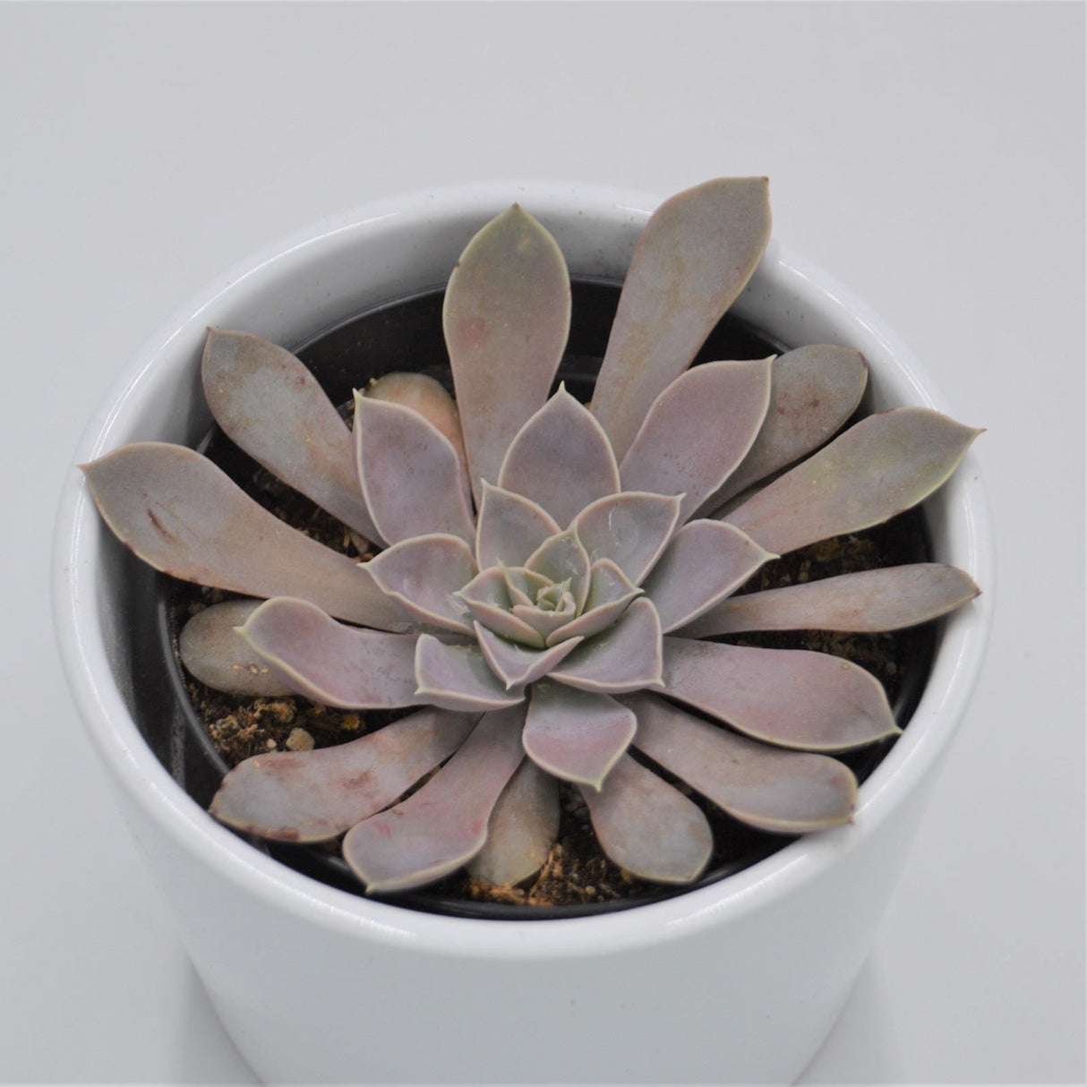 Echeveria diffractens - 9cm