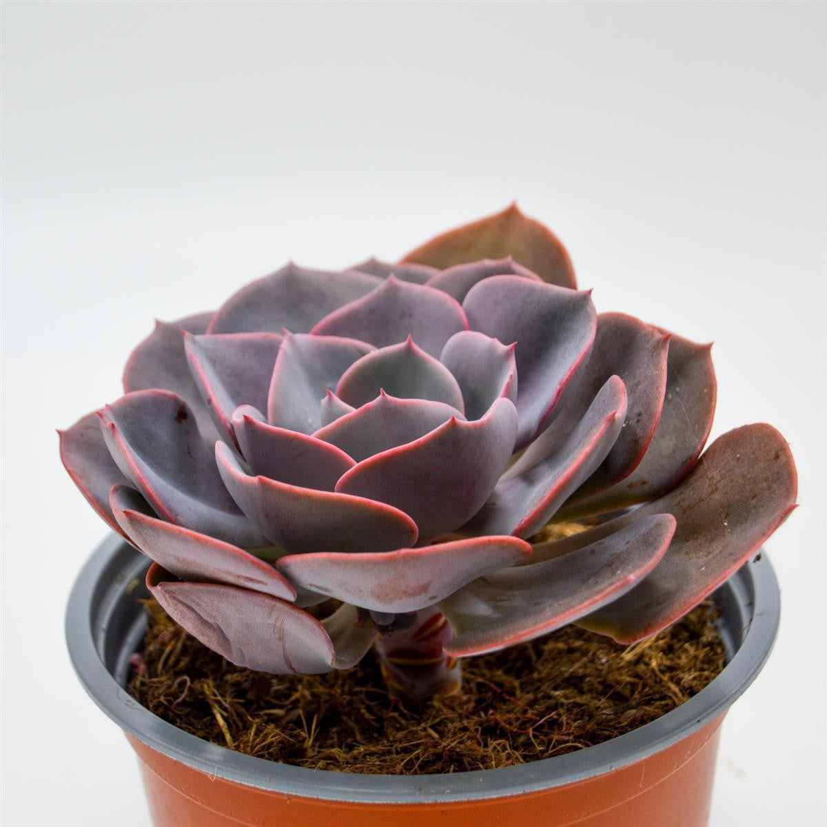 Echeveria Dusty Rose - 13cm